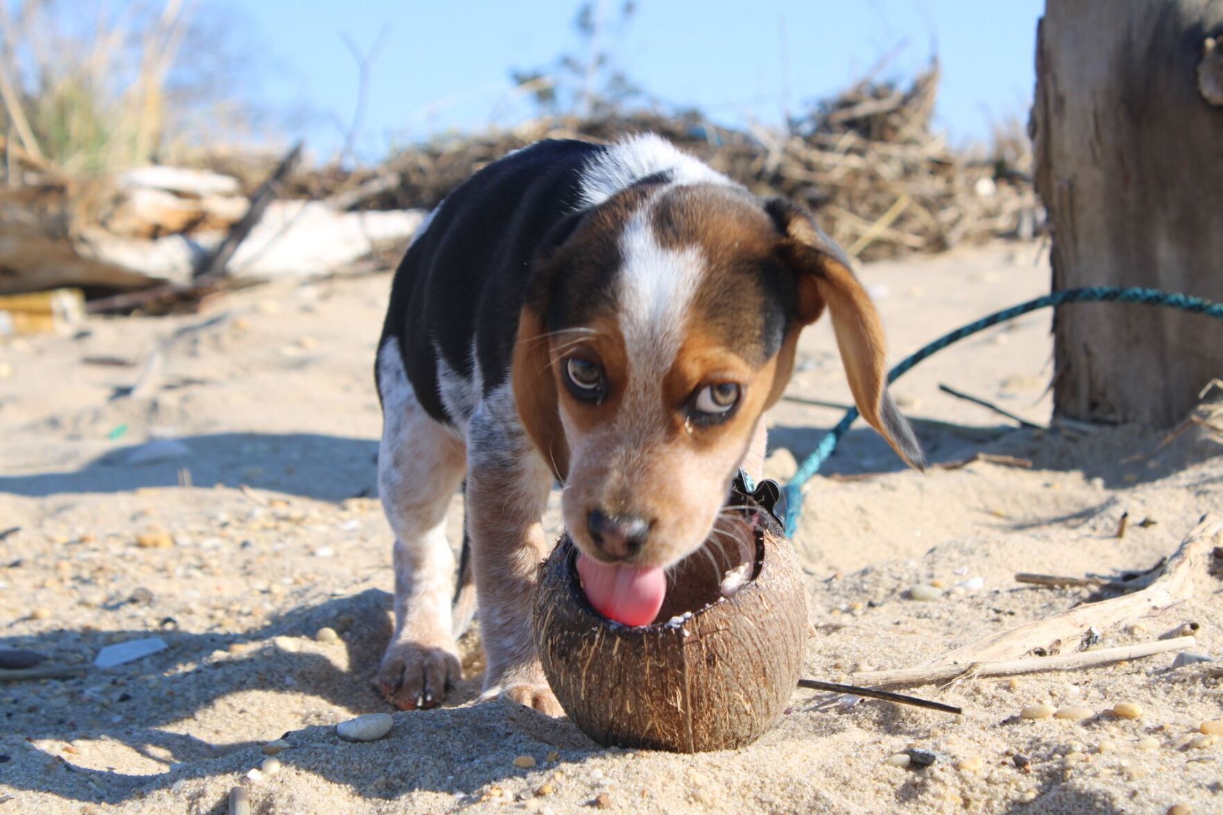 Coconut Pup